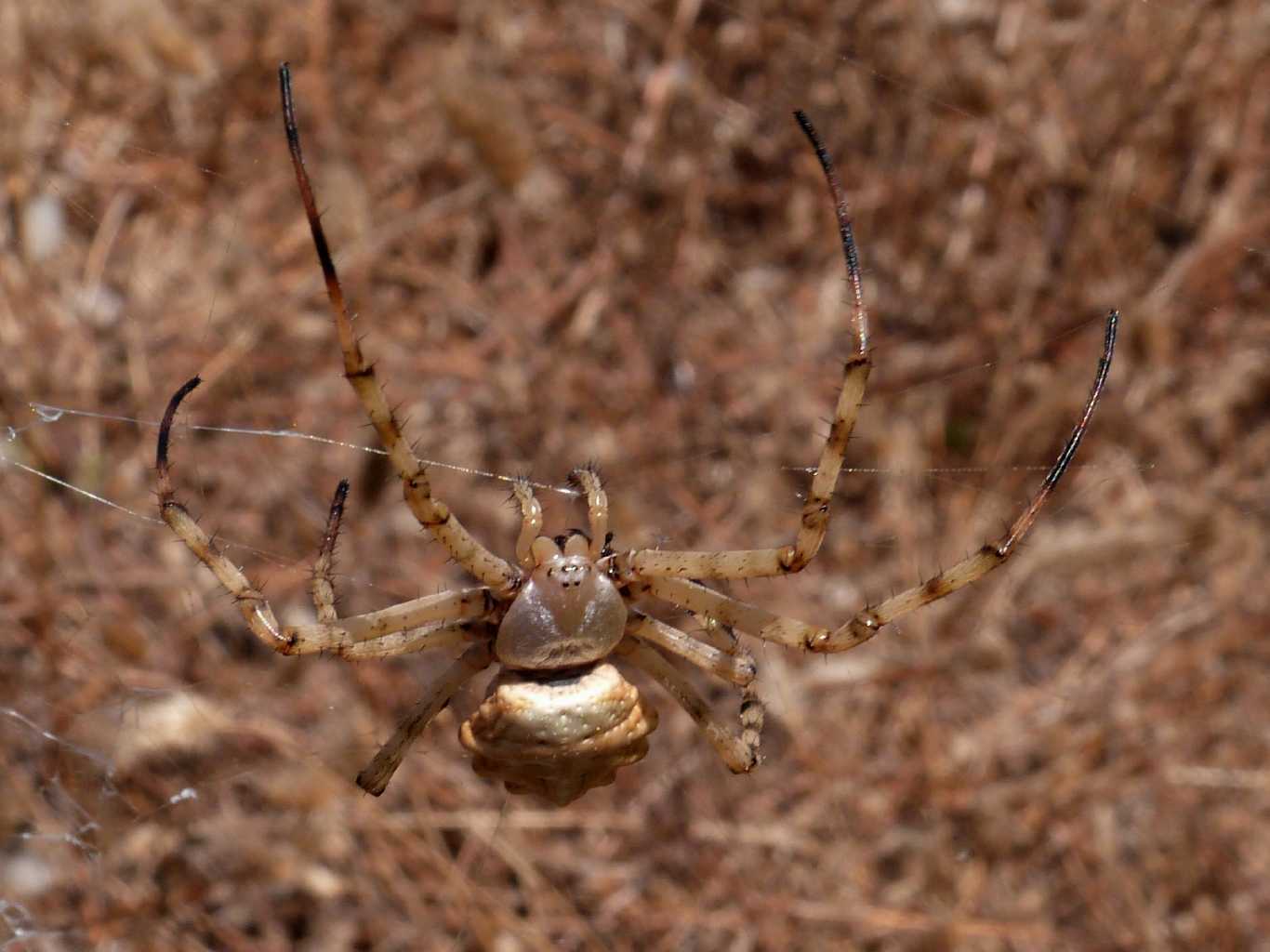 Argiope lobata; pose insolite - S. Teresa Gallura (OT)